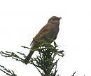 Click image for larger version. 

Name:	whitethroat_singing.jpg 
Views:	270 
Size:	57.1 KB 
ID:	4706