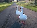 Click image for larger version. 

Name:	Snow Geese.jpg 
Views:	329 
Size:	103.6 KB 
ID:	19935