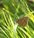 Click image for larger version. 

Name:	SH5318 -Ringlet Aphantopus_hyperantus.jpg 
Views:	174 
Size:	291.3 KB 
ID:	10378