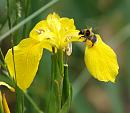 Click image for larger version. 

Name:	SH0850 - 090603 - Bumble_Bee-Bombus_hortorum.jpg 
Views:	213 
Size:	286.9 KB 
ID:	11387