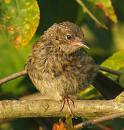Click image for larger version. 

Name:	Dunnock2_filtered_cropped.jpg 
Views:	348 
Size:	419.1 KB 
ID:	1327