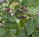 Click image for larger version. 

Name:	SH5462 -1007 21-Potter Wasp-Ancistrocerus poss Auctus.jpg 
Views:	227 
Size:	328.2 KB 
ID:	15188