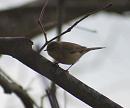 Click image for larger version. 

Name:	chiffchaff.jpg 
Views:	172 
Size:	55.4 KB 
ID:	3822