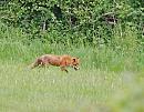 Click image for larger version. 

Name:	Red Fox (Vulpes vulpes)  DSC_0085.jpg 
Views:	193 
Size:	133.6 KB 
ID:	13819