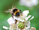 Click image for larger version. 

Name:	white-tailed bumblebee (Bombus lucorum) DSC_0047.jpg 
Views:	696 
Size:	83.1 KB 
ID:	15176