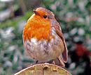 Click image for larger version. 

Name:	A Robin.jpg 
Views:	167 
Size:	142.0 KB 
ID:	2655