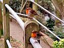 Click image for larger version. 

Name:	pair robins.jpg 
Views:	155 
Size:	92.1 KB 
ID:	2656