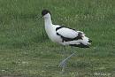 Click image for larger version. 

Name:	Avocet.jpg 
Views:	232 
Size:	448.3 KB 
ID:	18818