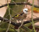 Click image for larger version. 

Name:	goldfinch_PA161847.jpg 
Views:	26524 
Size:	140.7 KB 
ID:	18041