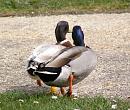 Click image for larger version. 

Name:	Mallard and Hybrid.jpg 
Views:	349 
Size:	221.4 KB 
ID:	9302
