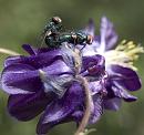 Click image for larger version. 

Name:	SH6250 -1005 26-Greenbottle.jpg 
Views:	187 
Size:	376.6 KB 
ID:	13889