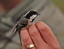 Click image for larger version. 

Name:	coal_tit_PB148812.jpg 
Views:	271 
Size:	51.0 KB 
ID:	16345