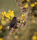 Click image for larger version. 

Name:	Dartford Warbler 4.JPG 
Views:	197 
Size:	388.8 KB 
ID:	16944