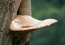 Click image for larger version. 

Name:	Dryads Saddle Polypourus squamosus.jpg 
Views:	132 
Size:	104.1 KB 
ID:	4222