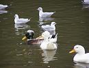 Click image for larger version. 

Name:	Crested Ducks.jpg 
Views:	479 
Size:	113.0 KB 
ID:	8616