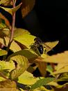 Click image for larger version. 

Name:	SH1740 -1004 21-Hoverfly.jpg 
Views:	234 
Size:	260.4 KB 
ID:	13565