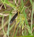 Click image for larger version. 

Name:	SH8114 -090710-Hairy Birdsfoot Trefoil-Lotus_subbiflorus.jpg 
Views:	193 
Size:	262.6 KB 
ID:	10540