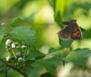 Click image for larger version. 

Name:	SH4436 -090701-Meadow_Brown Maniola_jurtina.jpg 
Views:	174 
Size:	237.9 KB 
ID:	10355