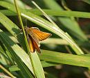 Click image for larger version. 

Name:	SH5476 -Small Skipper - Thymelicus sylvestris.jpg 
Views:	173 
Size:	285.6 KB 
ID:	10380