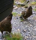 Click image for larger version. 

Name:	NZ Kea16.11.2008 077 7.jpg 
Views:	176 
Size:	321.9 KB 
ID:	7249