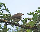 Click image for larger version. 

Name:	Chiffchaff (Phylloscopus collybita) DSC_0015.jpg 
Views:	363 
Size:	124.8 KB 
ID:	14973