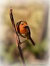 Click image for larger version. 

Name:	Robin DSC_0351.jpg 
Views:	170 
Size:	42.5 KB 
ID:	19493
