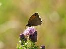Click image for larger version. 

Name:	meadow_brown_2.jpg 
Views:	149 
Size:	85.2 KB 
ID:	5539
