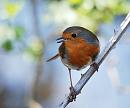 Click image for larger version. 

Name:	Robin (Erithacus rubecula), DSC_0276.jpg 
Views:	154 
Size:	71.6 KB 
ID:	13494