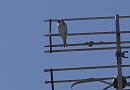 Click image for larger version. 

Name:	SH9437 -1006 16-Goldfinch-Carduelis.jpg 
Views:	189 
Size:	282.8 KB 
ID:	14167