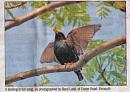 Click image for larger version. 

Name:	Starling in print.jpg 
Views:	145 
Size:	66.8 KB 
ID:	5045