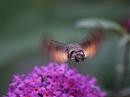 Click image for larger version. 

Name:	hummingbird_hawk_moth_8.jpg 
Views:	248 
Size:	131.9 KB 
ID:	6058