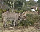 Click image for larger version. 

Name:	Donkeys at Hatchet Pond.JPG 
Views:	318 
Size:	585.6 KB 
ID:	16940