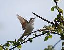 Click image for larger version. 

Name:	Whitethroat, (Sylvia communis) DSC_0202.jpg 
Views:	142 
Size:	88.2 KB 
ID:	13744