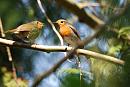 Click image for larger version. 

Name:	Robin, Erithacus rubecula DSC_0047.jpg 
Views:	141 
Size:	88.4 KB 
ID:	13604