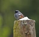 Click image for larger version. 

Name:	black_redstart_P5031556.jpg 
Views:	202 
Size:	213.8 KB 
ID:	13655