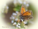 Click image for larger version. 

Name:	GateKeeper DSC_0081.jpg 
Views:	258 
Size:	57.8 KB 
ID:	19437