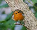Click image for larger version. 

Name:	Robin DSC_0152.JPG 
Views:	169 
Size:	118.8 KB 
ID:	6997