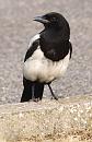 Click image for larger version. 

Name:	SH4520 -Magpie Pica_pica.jpg 
Views:	157 
Size:	299.0 KB 
ID:	10367