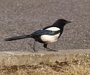 Click image for larger version. 

Name:	SH 4533 -Magpie Pica_pica.jpg 
Views:	160 
Size:	247.1 KB 
ID:	10369