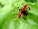 Click image for larger version. 

Name:	SH2205 0705 18-Lily_Beetle-Lilioceris_lilii.jpg 
Views:	1497 
Size:	261.1 KB 
ID:	11392