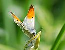 Click image for larger version. 

Name:	Orange Tip (Anthocharis cardamines) DSC_0024.jpg 
Views:	154 
Size:	67.2 KB 
ID:	13599