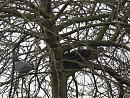 Click image for larger version. 

Name:	SH315735-Wood PIgeon.jpg 
Views:	508 
Size:	431.5 KB 
ID:	18365