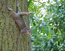 Click image for larger version. 

Name:	Grey Squirrel DSC_0243.jpg 
Views:	107 
Size:	168.4 KB 
ID:	14563