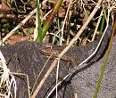 Click image for larger version. 

Name:	Young Common Lizard.jpg 
Views:	173 
Size:	269.1 KB 
ID:	13849