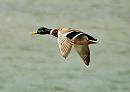 Click image for larger version. 

Name:	Mallard drake.jpg 
Views:	170 
Size:	47.9 KB 
ID:	788