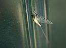 Click image for larger version. 

Name:	SH8966 -1104 28-Mayfly-Ephemeroptera.jpg 
Views:	193 
Size:	411.9 KB 
ID:	17189