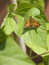 Click image for larger version. 

Name:	SH0240 -1107 04-Large Skipper-Ochlodes faunus.jpg 
Views:	309 
Size:	299.3 KB 
ID:	17665