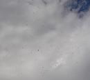 Click image for larger version. 

Name:	Gulls gathering.JPG 
Views:	225 
Size:	88.2 KB 
ID:	17784