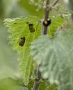 Click image for larger version. 

Name:	SH2521 -1007 07-Harlequin Larvae.jpg 
Views:	184 
Size:	394.8 KB 
ID:	15228