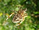 Click image for larger version. 

Name:	Orb Web Spider - Araneus diadematus 8038 - SHRUNK CROPPED.jpg 
Views:	11719 
Size:	269.6 KB 
ID:	806